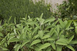 Szałwia lekarska - Salvia officinalis