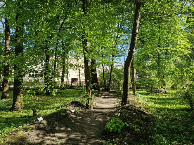 Wiosna w Ogrodzie Botanicznym UKW, czyli spacer wśród zieleni