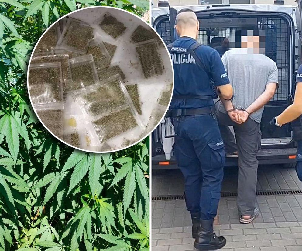 Areszt za uprawę marihuany. 
