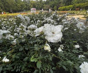 Ogród Różany w Szczecinie 