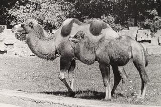 Łódzkie zoo w latach 70.