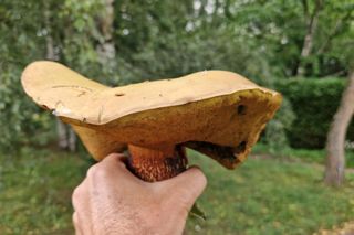 Grzyb wielki jak warszawska Patelnia! Ponury imieniem, wspaniały wyglądem