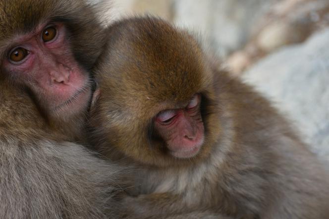 Makaki japońskie pojawią się w krakowski zoo