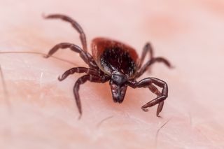 Kleszczowe zapalenie mózgu: objawy i leczenie, powikłania