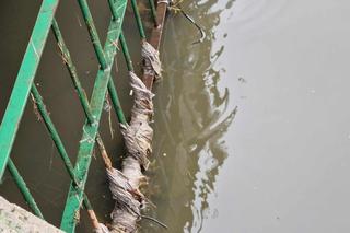 Pod Wawelem odkryto ślady po dużych zrzutach ścieków do Wisły. „Leki, hormony, narkotyki” 