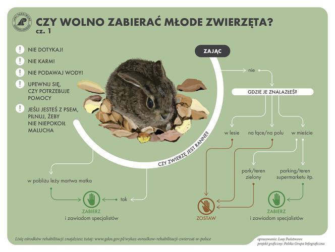 samotne zwierzęta w lesie