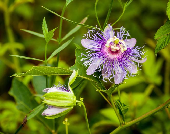 Passiflora, męczennica. Zdjęcia