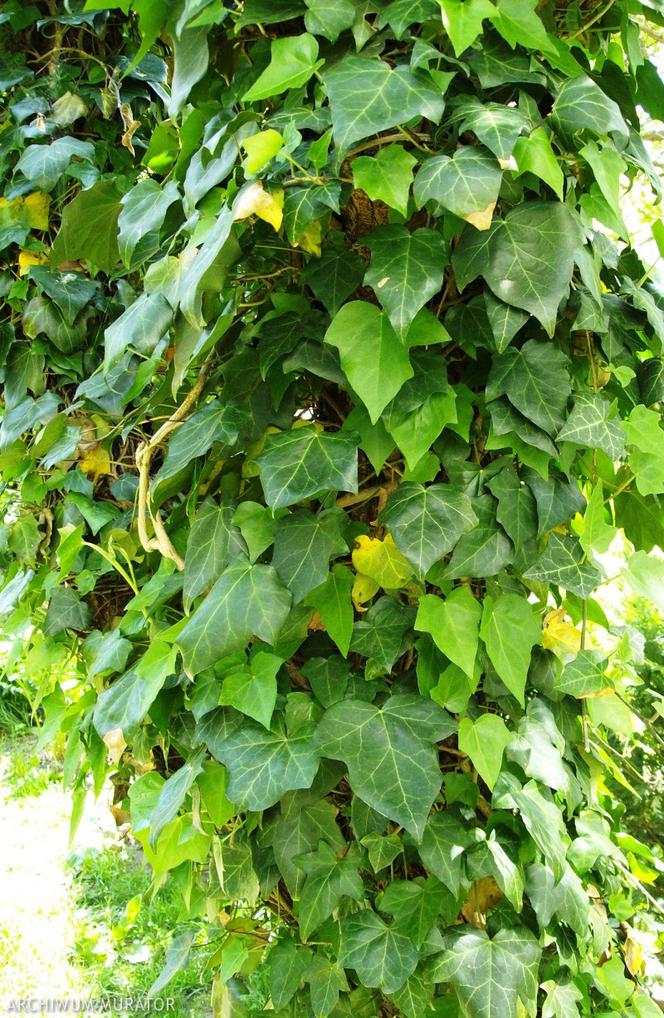 Bluszcz pospolity: rośliny pod drzewa