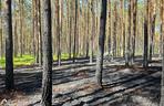 Pożar w Borach Tucholskich. Park Narodowy ostrzega! Występuje duże zadymienie