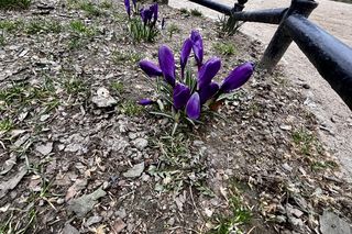 Krokusy Szczecin 2025 