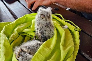 Syczek odkryty w Polsce