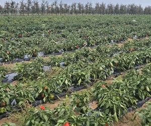 Rolnik rozdają paprykę za darmo! Ceny na skupie to dramat