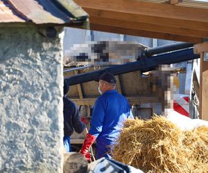 Horror koło Ostródy. Zwierzęta konały bez światła, wody i jedzenia