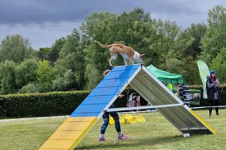 Zawody Agility w Myślęcinku. Psy walczyły o tytuł najzwinniejszego!