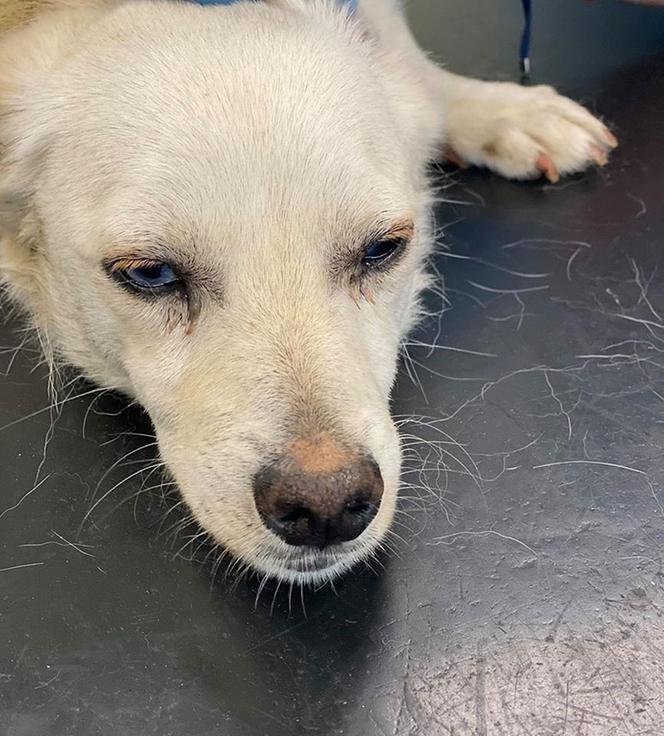 Pies z otwartą raną w lecznicy ADA w Przemyślu