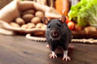 Myszy w domu – jak się ich pozbyć? Skuteczne sposoby na gryzonie w domu