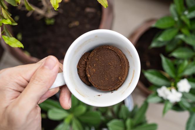 6. Fusy z kawy do podsypywania roślin