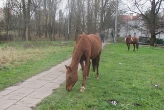 Pięć koni bez opieki przechadzało się  po  Krakowie!  Wydostały się ze stadniny!