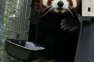 Samiec pandy rudej zamieszkał we wrocławskim zoo. Od razu wyskoczył na swój nowy wybieg [WIDEO]
