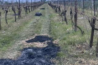 Ogromne straty rolników i sadowników. Kwietniowe mrozy zniszczyły całe plantacje. „To był kataklizm”