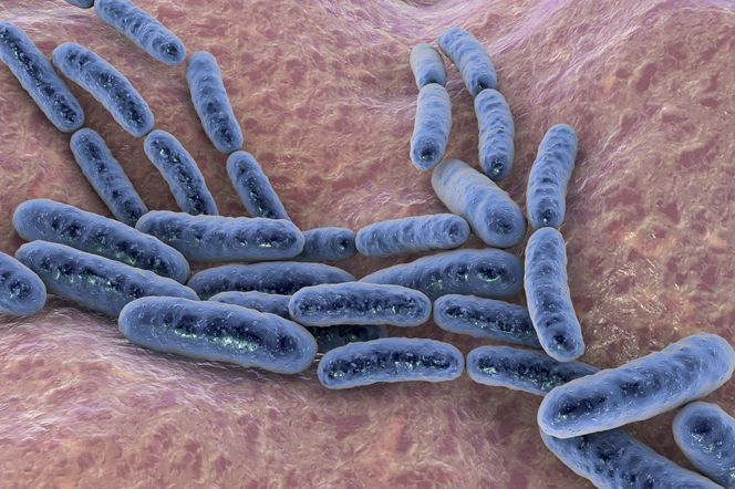 Lactobacillus - działanie, zastosowanie, dawkowanie