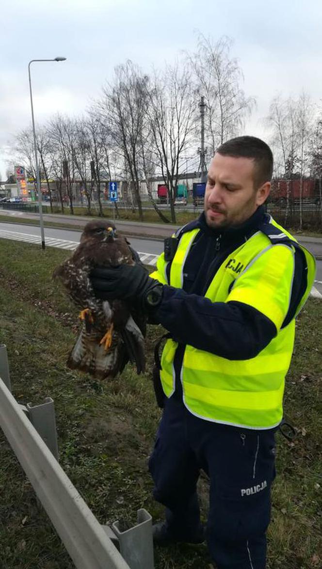 Policjanci uratowali myszołowa