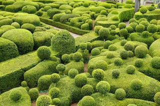 Topiary