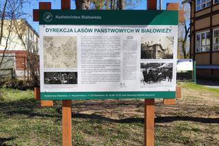 Nowa atrakcja turystyczna w Białowieży