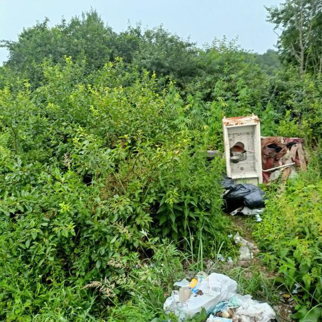 Nasiona konopi indyjskich kupiła w sklepie zoologicznym. 80-latka chciała zobaczyć, jak wygląda ich hodowla