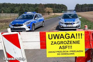 ASF pod Nową Solą! Groźny wirus zaatakował fermę z tysiącami świń!