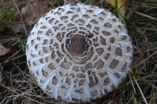 Czubajka czerwieniejąca