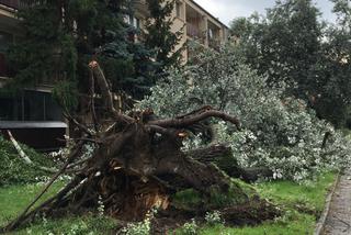 Warszawa: Pogodowy ARMAGEDON w stolicy. Drzewa ŁAMAŁY SIĘ jak zapałki! [GALERIA]