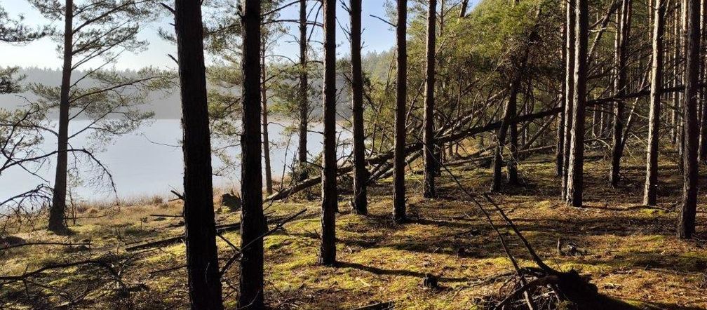 Jezioro Sosnówek to nowy rezerwat przyrody w Borach Tucholskich. Kwaśna woda jest nieskazitelnie przejrzysta 