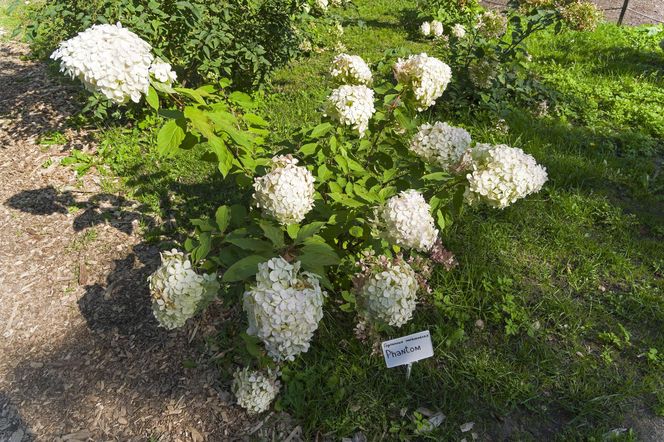 Hortensja bukietowa 'Phantom'