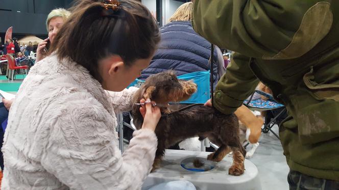 Międzynarodowa Wystawa Psów Rasowych w Bydgoszczy