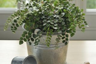 ciemnotka okrągłolistna