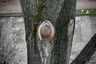 Zadrzewienie Wilanowa