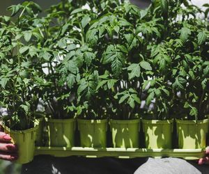 Wystarczy jedna szklanka, by odżywić sadzonki pomidorów. Sposób na grube korzenie i pędy gotowe na dojrzewanie pomidorów. Nawożenie sadzonek w rozsadzie 