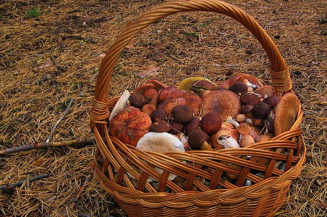 Grzybobranie w Bydgoszczy [ZDJĘCIA]