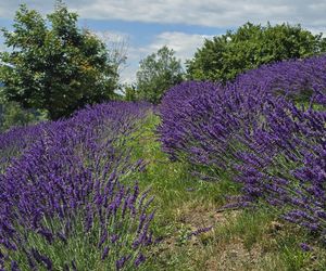 Najwyżej położona w Polsce plantacja lawendy znajduje się w Szczawnicy
