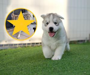Para adoptowała szczeniaka rasy husky. Kiedy pies podrósł okazało się, że jest wilkiem