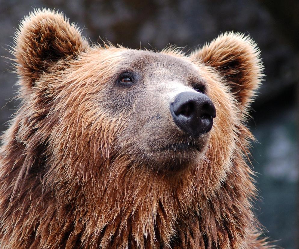 Tatry. Niedźwiedzie wybudziły się z zimowego snu choć... na Kasprowym leży ponad 160 cm śniegu!