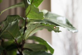 Figowiec dębolistny