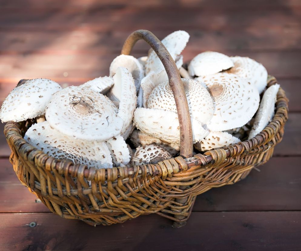 Kanie w zalewie pomidorowej do słoików. Idealne na ciepło i na zimno