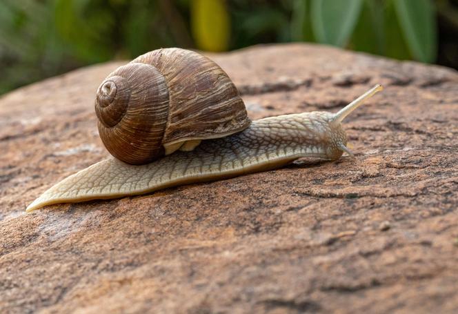 Ślimaki w ogrodzie. Co lubią jeść, jak się ich pozbyć? Zdjęcia