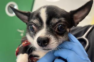 Suczka Ania z Ukrainy walczy o zdrowie w Polsce [WIDEO, GALERIA]