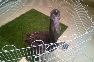 Gdański pisklak pelikana spłatał figla. Peptuś jest babą! i rośnie aż miło. Zobaczcie sami! [GALERIA, WIDEO]