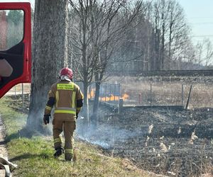 Pożar pod Ostródą! Ewakuowano 30 psów ze schroniska