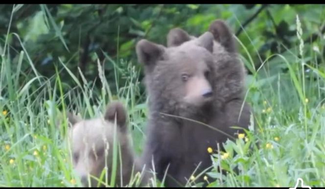 Misie trojaczki bawią się w chowanego