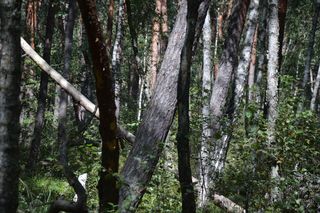 To jeden z nowych rezerwatów przyrody na Lubelszczyźnie. Co o nim wiemy?